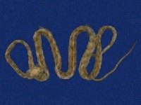 大頭蛇藏品圖，第6張